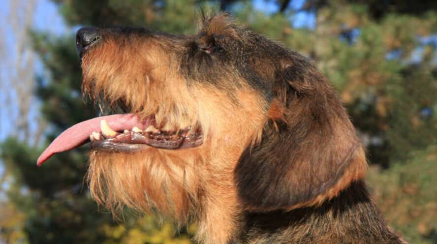 Wirehaired dachshund Cover