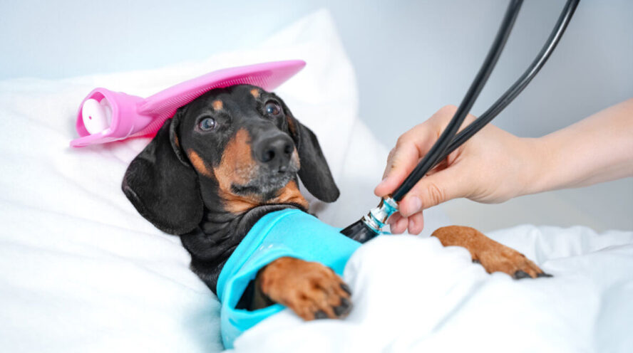 dachshund health problems Cover