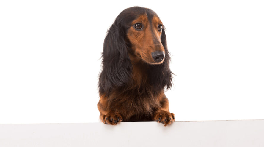 Longhaired dachshund Cover