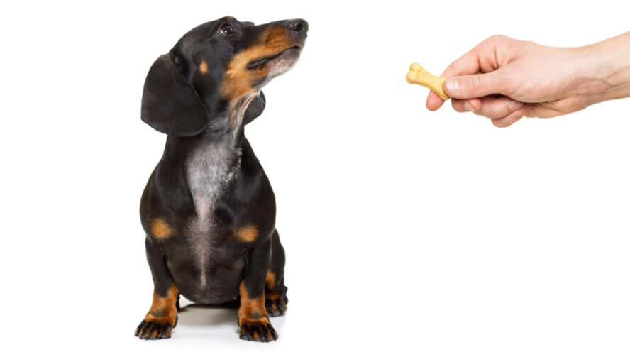 Dachshund Treats Cover Training