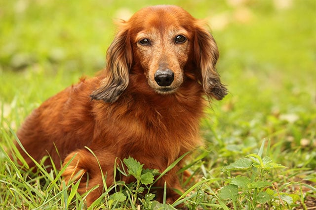 long haired dachshund