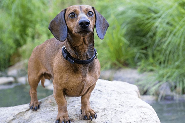 Short haired doxie