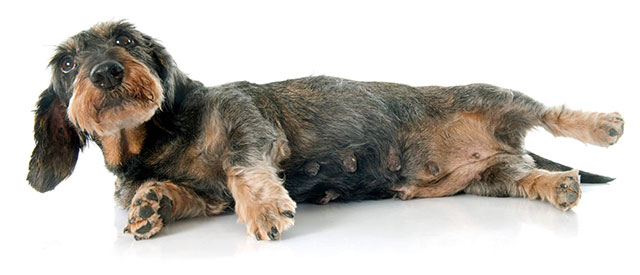 wire haired dachshund