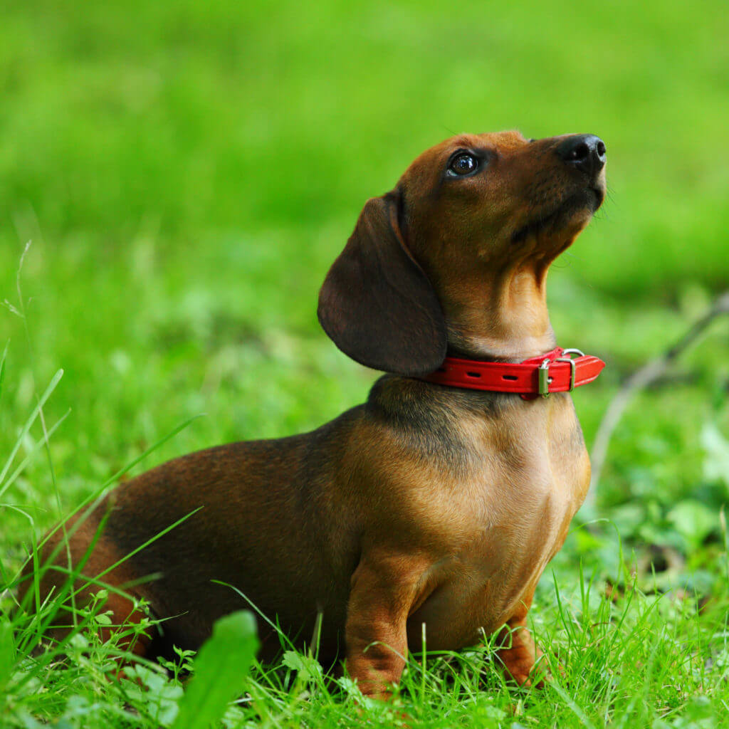 Short-haired doxon dog