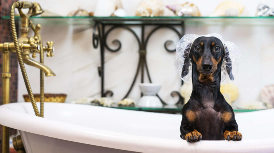 Dachshund bath Cover