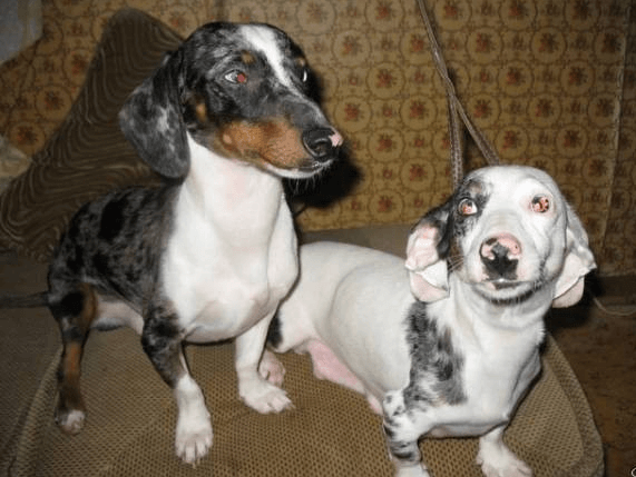 Double Dapple dachshunds.  