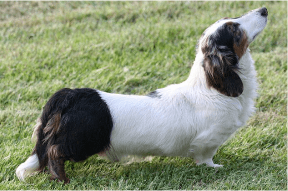 Piebald pattern