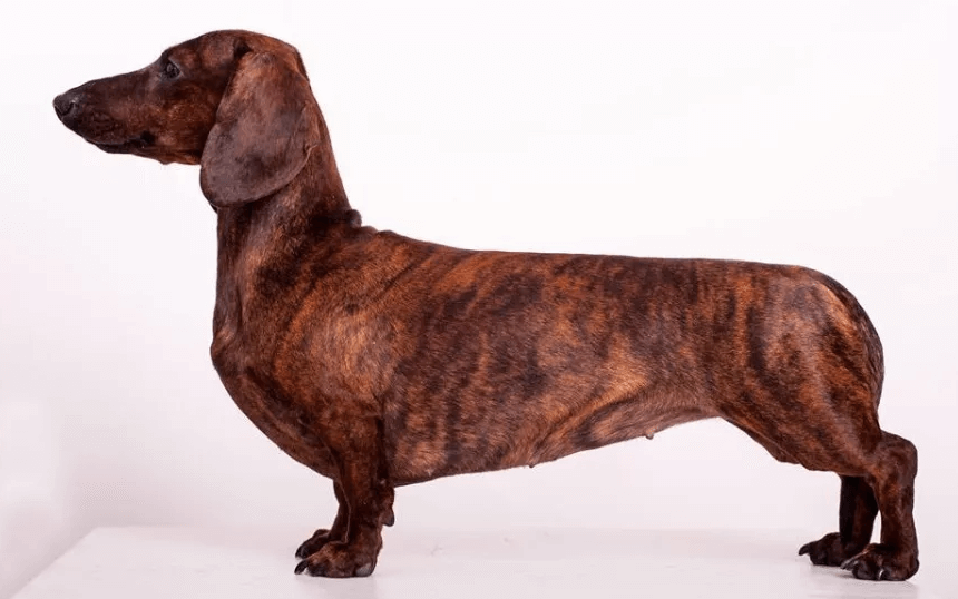 Dachshund colours: Brindle dachshund