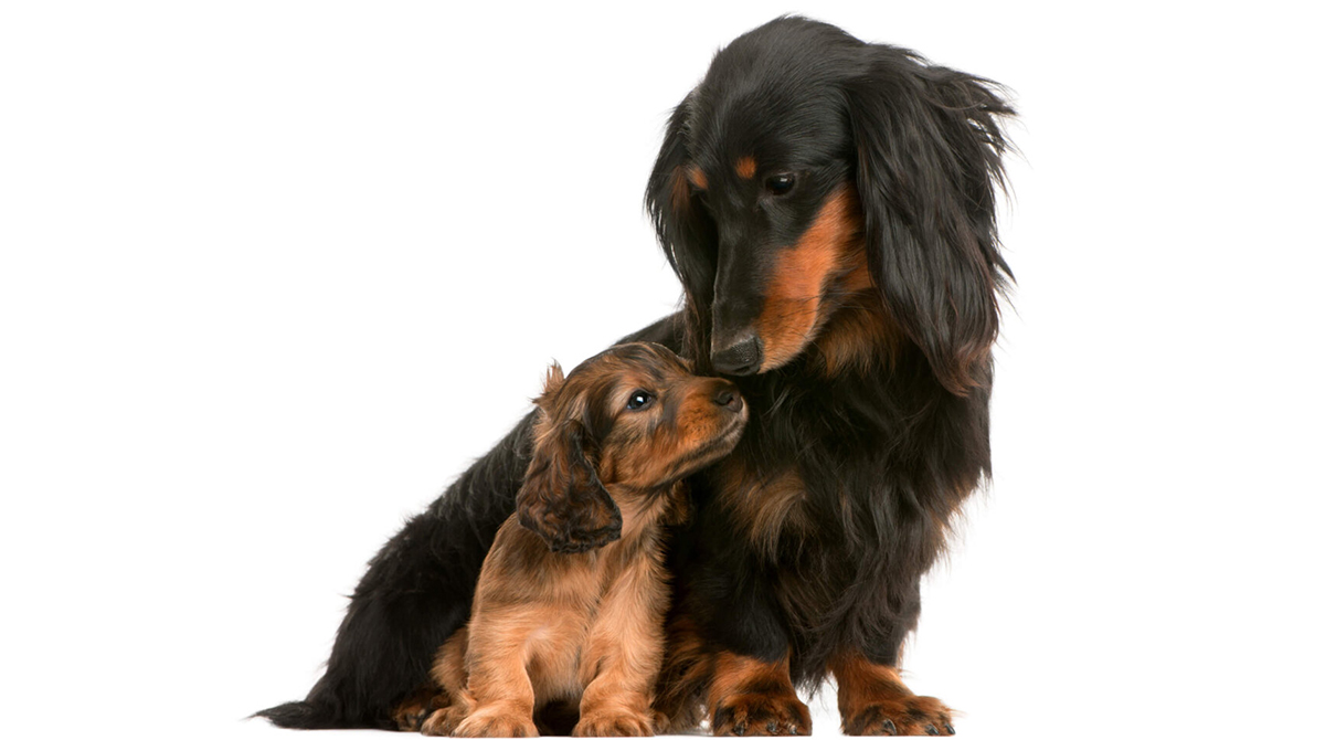 Dachshund Lifespan - How Long Do Dachshunds Live?