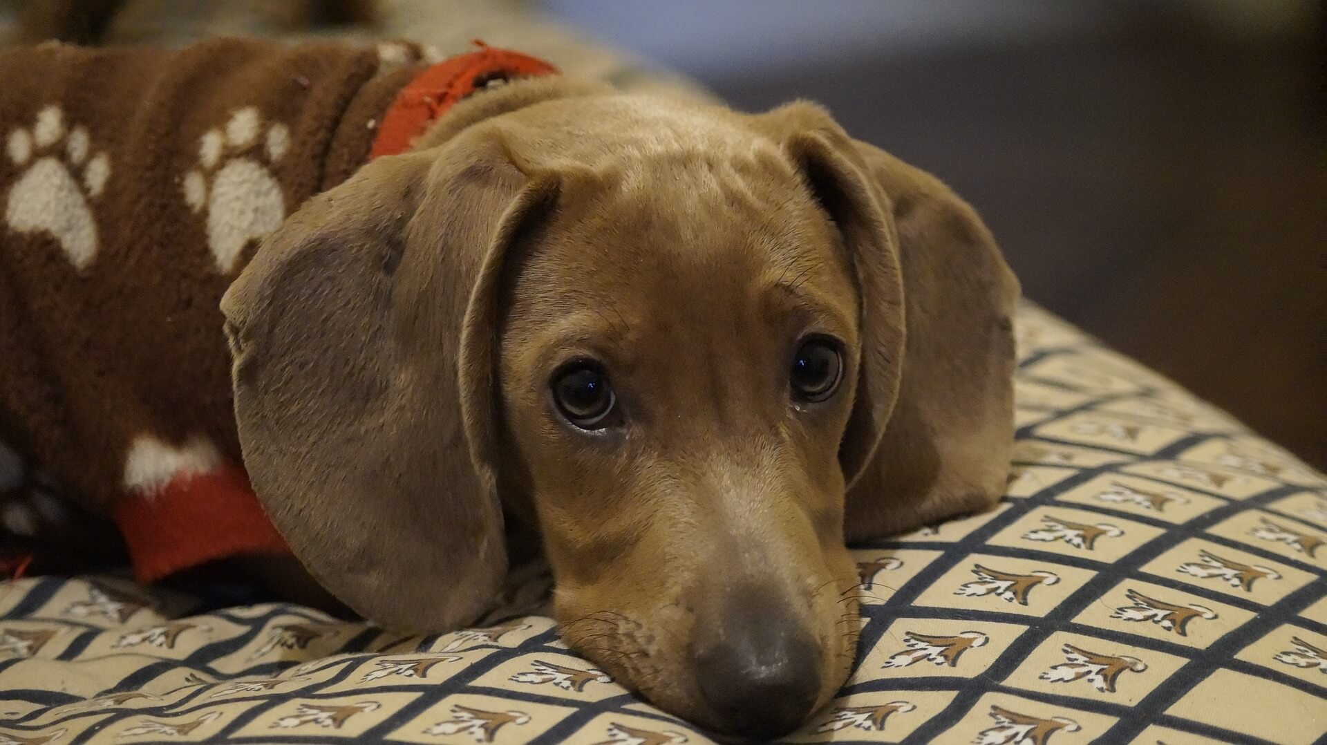 Dachshund Lifespan How Long Do Dachshunds Live?