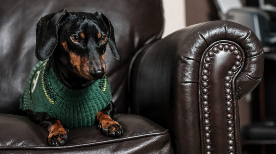 Black and Tan dachshund Cover