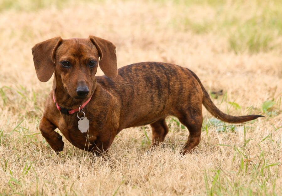 dachshund colours