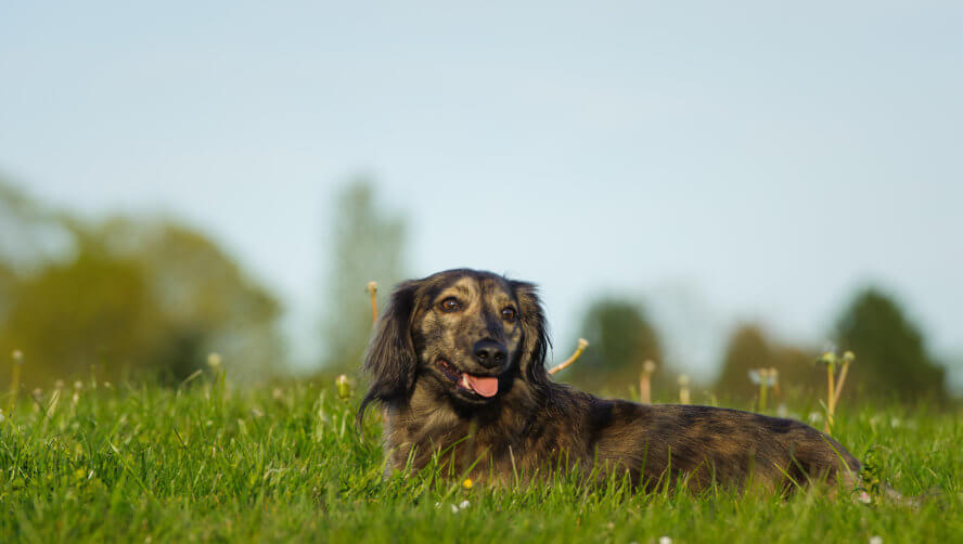 brindle dachshund