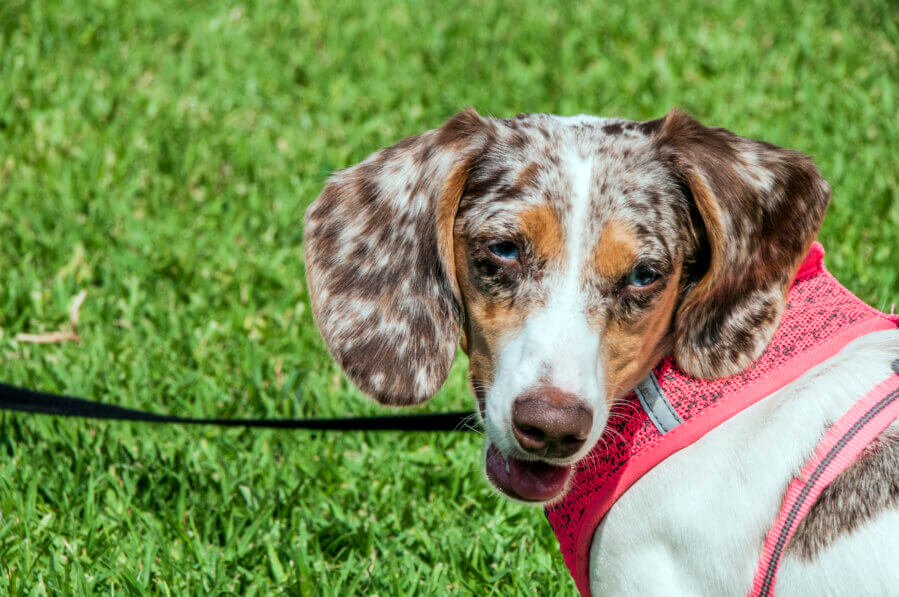 double dapple dachshund