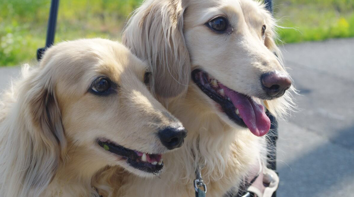 English Cream Dachshund Welcome To The Sausage Dog World