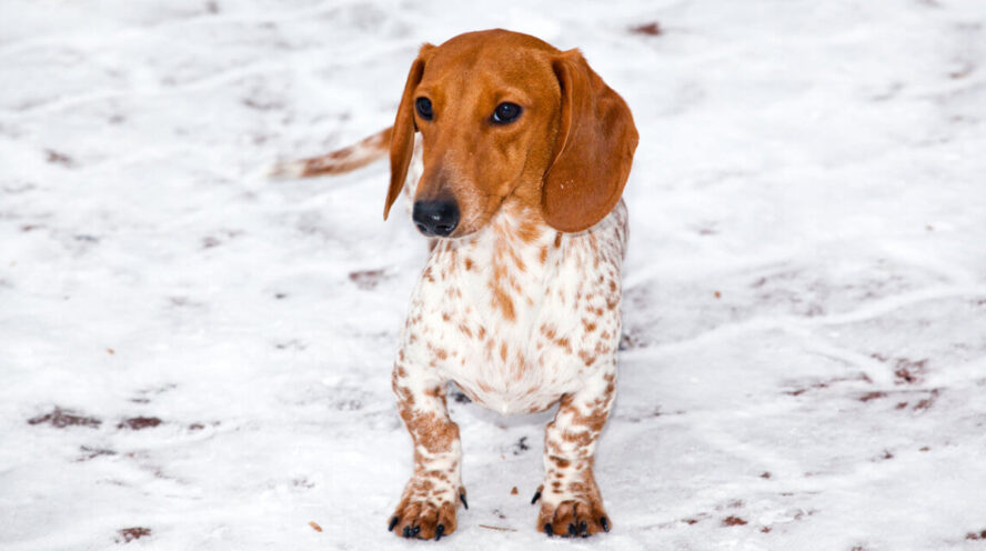 Piebald dachshund cover