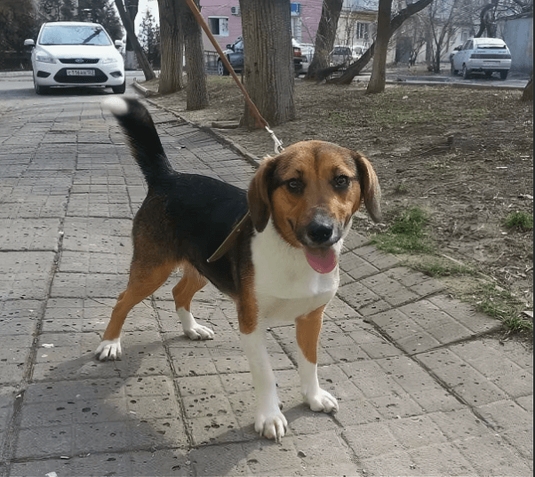 Dachshund Beagle mix