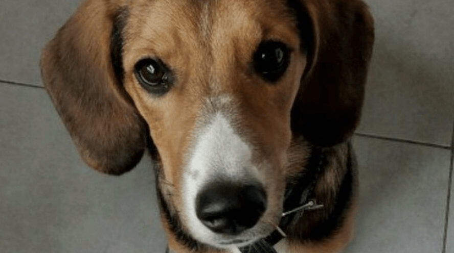 dachshund beagle mix cover
