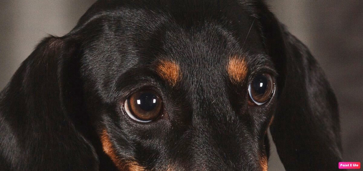 Dachshund eye problems To The Sausage Dog World