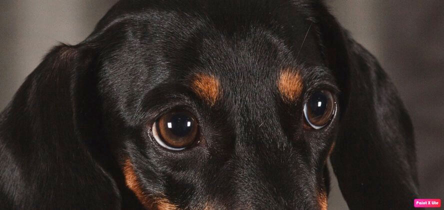 dachshund eyes