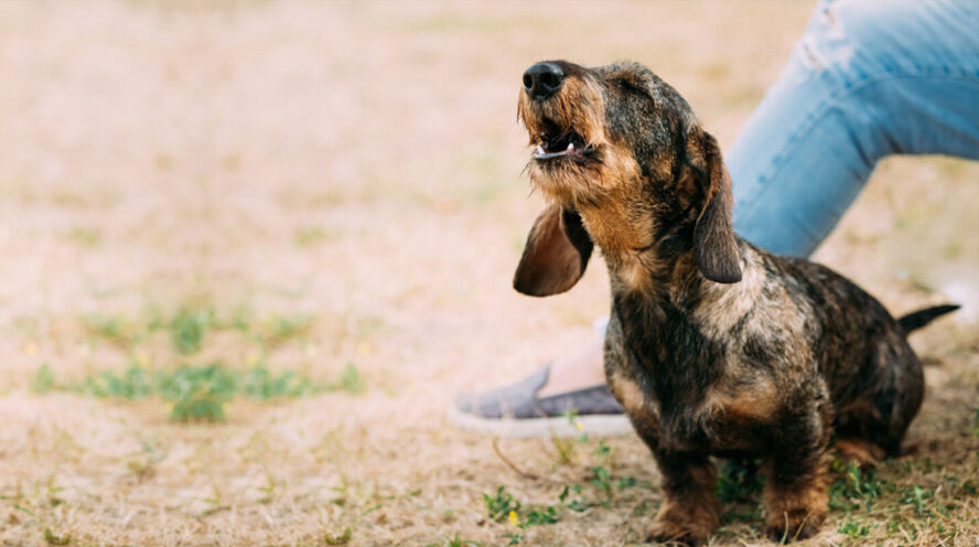 Dachshund wirehaired barking Cover