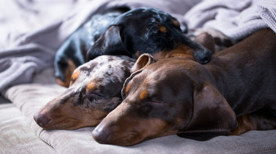 Dachshunds sleeping Cover