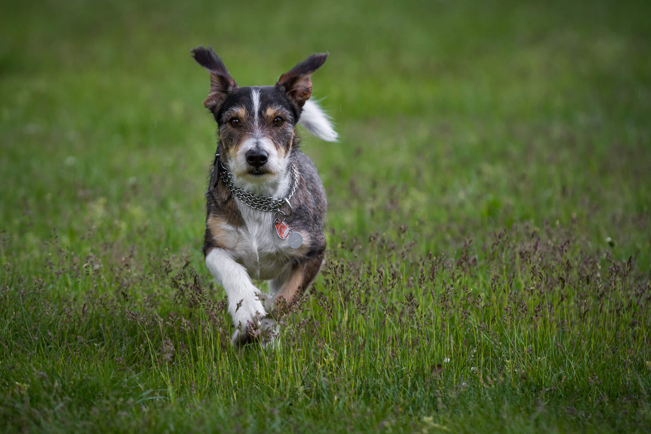 CALM - Full Spectrum CBD Oil For Dogs