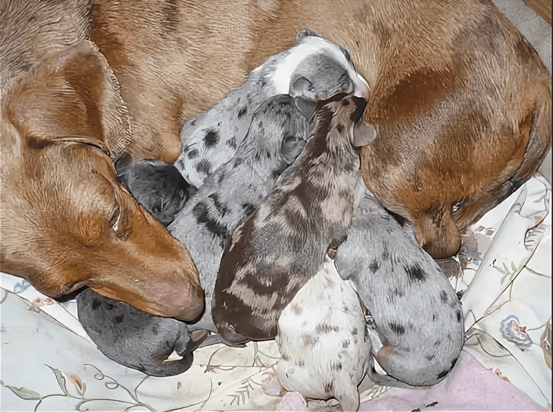 Red dachshund with double dapple puppies