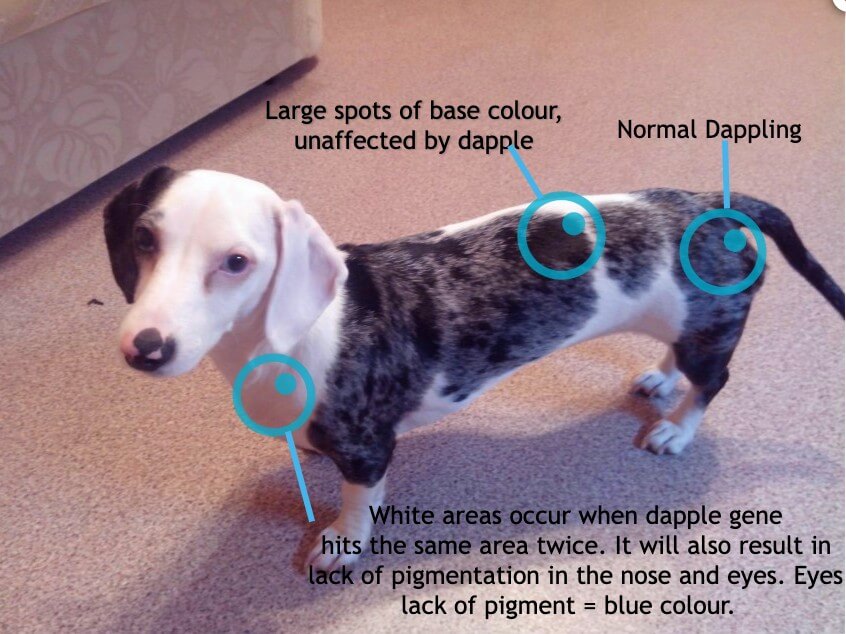 Double dapple dachshund: dappling pattern