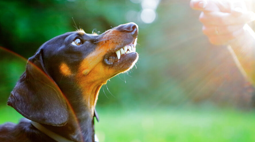 Dachshund aggressive Cover