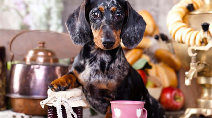 dapple dachshund