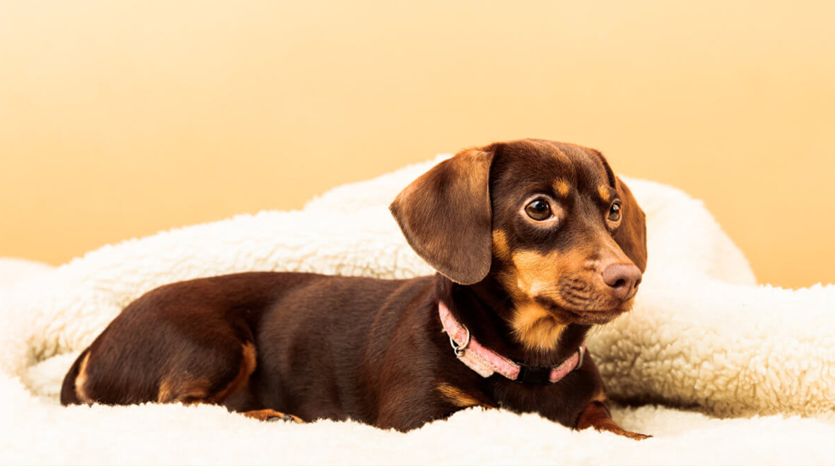 Dachshund Chihuahua Mix Chiweenie Facts & Breed Information