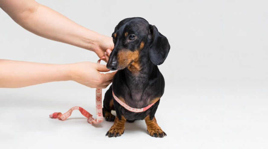 shorthaired dachshund Cover