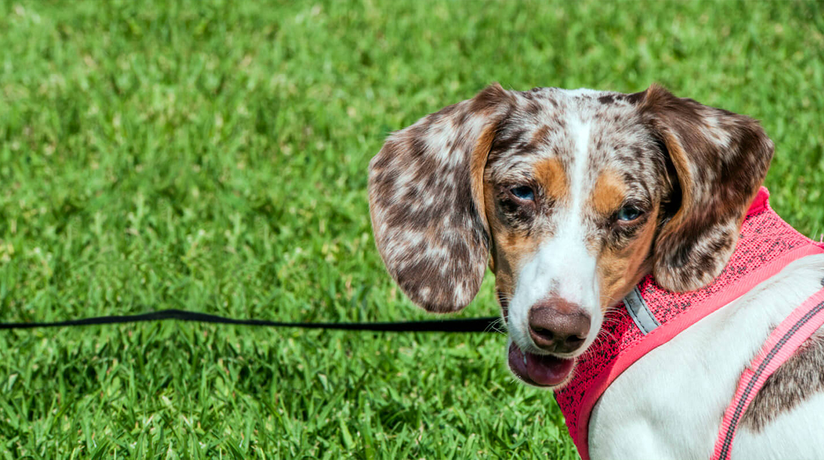 long haired double dapple mini dachshund