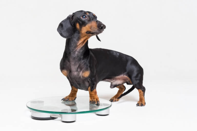 Dachshund Weight How Much Should my Doxie Weigh?