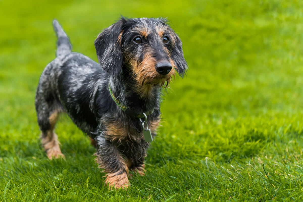 Wire-haired Dachshund: Your Complete Guide to the Breed