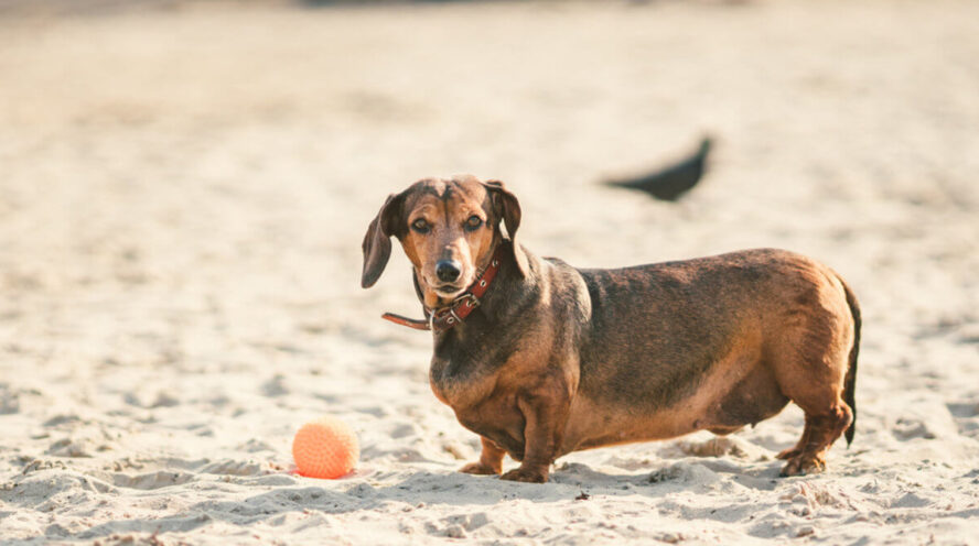 overweight shorthaired dachshund Cover
