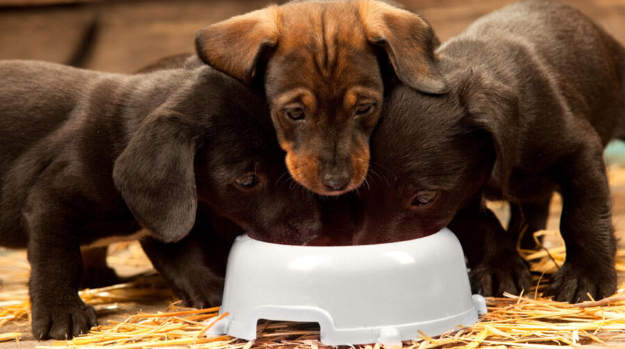 Best Dachshund Puppy Food To The Sausage Dog World