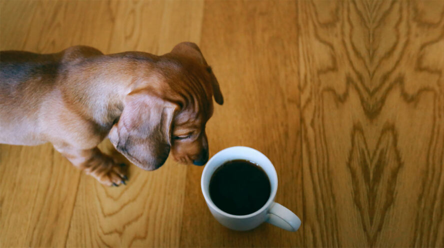 Red dachshund with coffee Cover