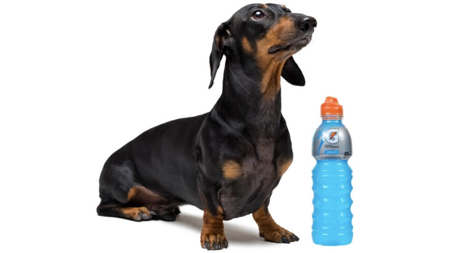 can i give gatorade to my dog