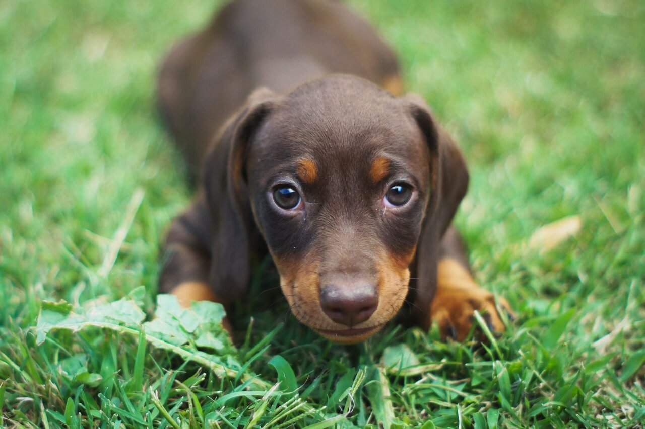 Dachshund Names 250+ Unique Name Ideas For Your Doxe!
