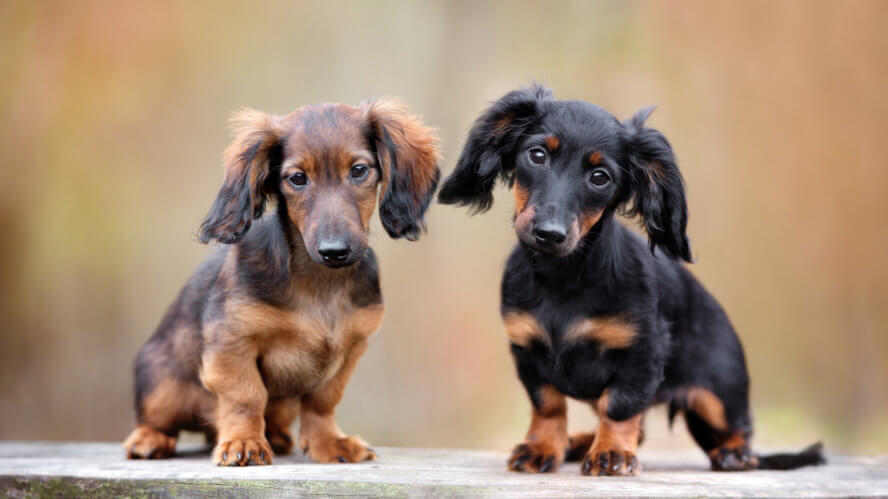 How to name a dachshund