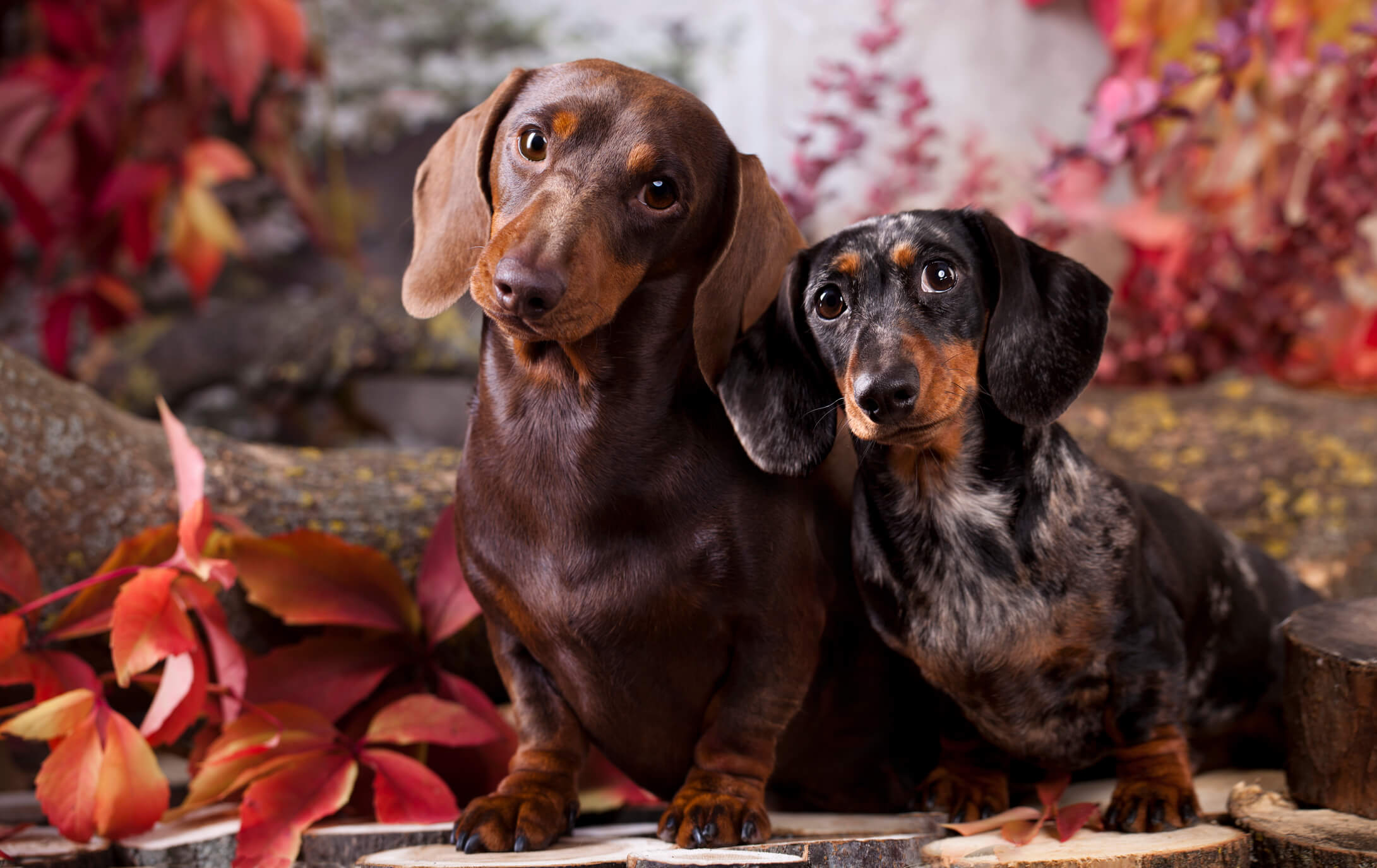 are miniature dachshund noisy