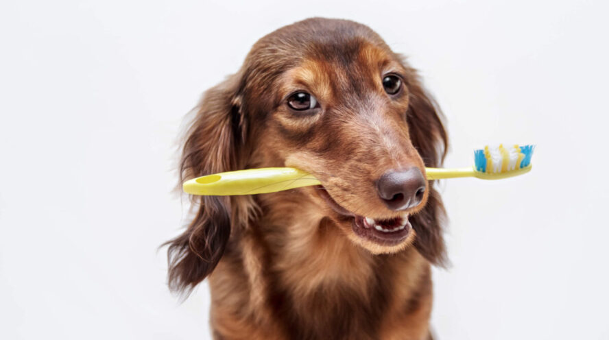Dachshund with a toothbrush Cover