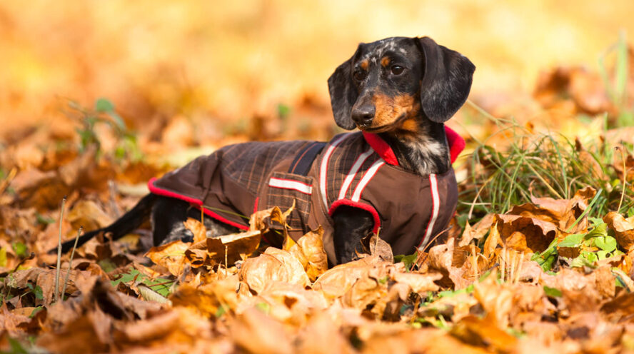 Dapple dachshund in clothes Cover