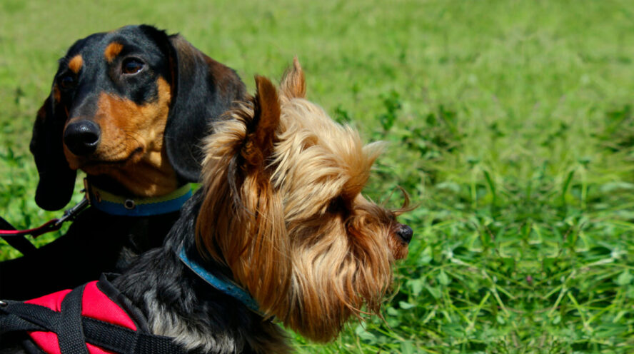 Dachshund and terrier Cover