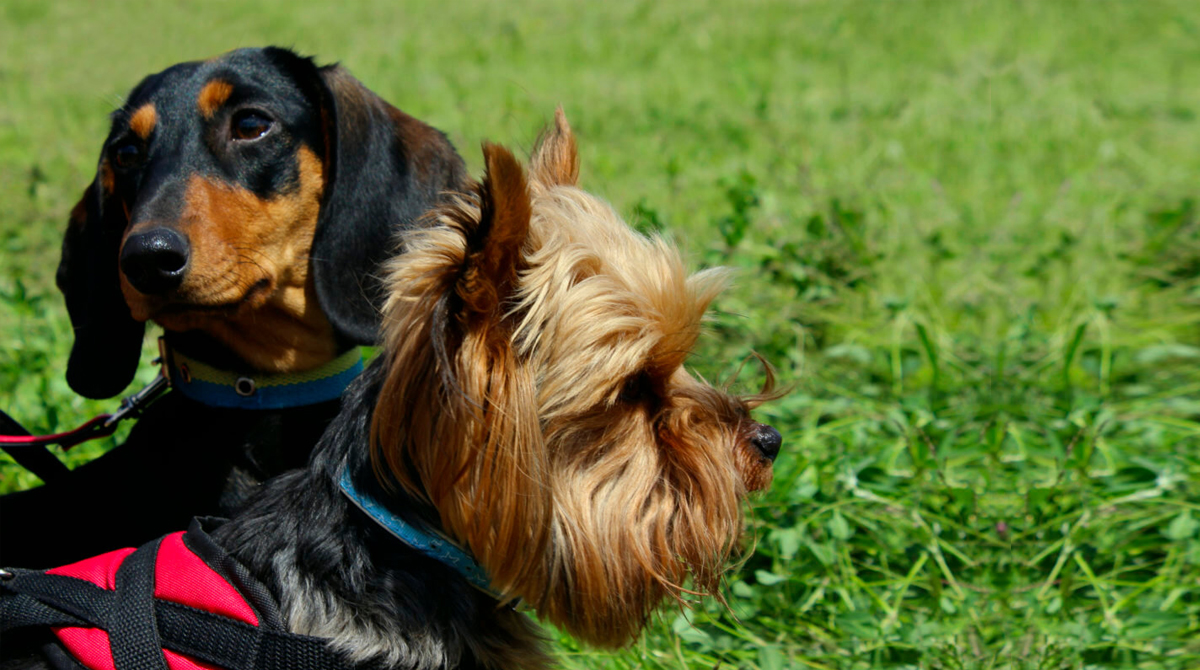 Non shedding Dog Breeds Welcome To The Sausage Dog World Non shedding dog breeds welcome to the sausage dog world