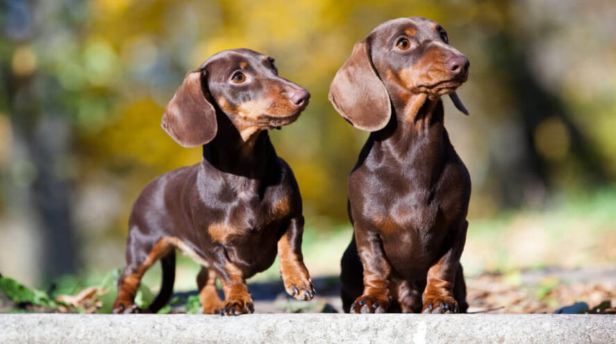 Shorthaired Dachshund: Your Complete Guide to the Breed