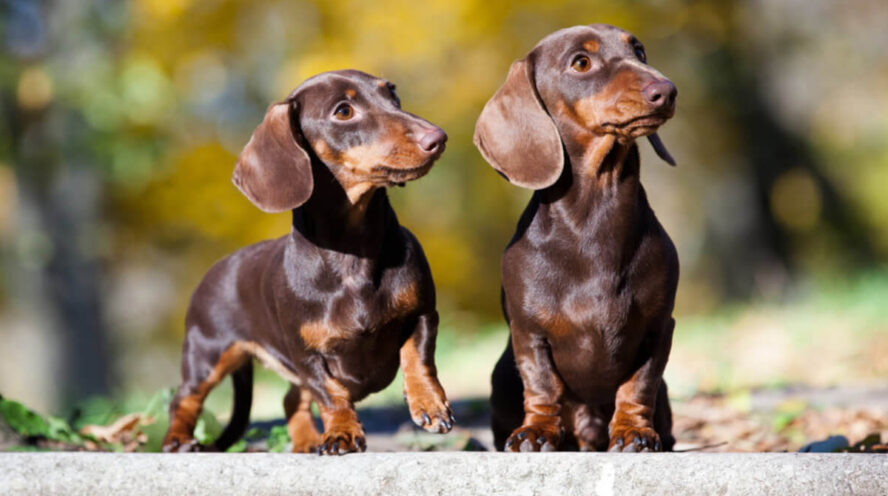 two chocolate dachshunds Cover