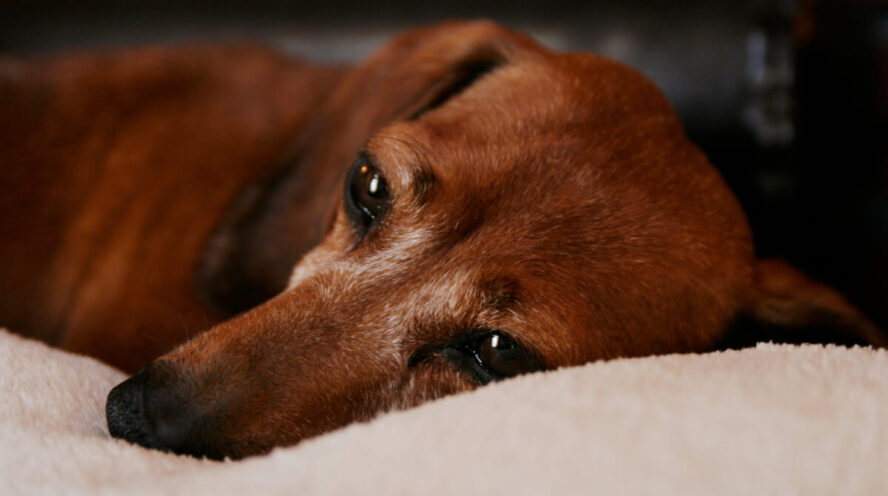 Red dachshund Cover